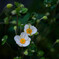 秋に咲く花