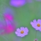 25092403