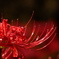 彼岸花 蕊の輝き