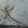 P1080699　白蝶草と雫