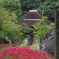 彼岸花咲く寺院