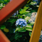 紫陽花