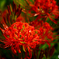 Lycoris
