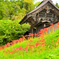 2025本山慈恩寺 曼珠沙華②