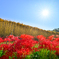 稲架けに曼殊沙華１