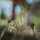 白の曼珠沙華