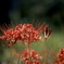 赤の曼珠沙華