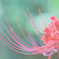 曼珠沙華の曲線美