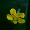 香恋な黄色の花