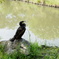 水鳥の休憩