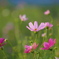 夕方の花畑