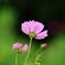 秋を感じて✿花の丘2025