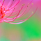 彼岸花1