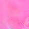 彼岸花3