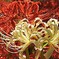 紅白の競演