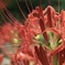 曼珠沙華