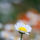 花歩記