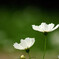 ふたりなら❁秋風に吹かれて