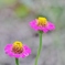 可愛いUFO