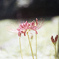 「秋へ」 (film)