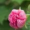 芙蓉の花
