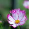 flower ~秋の訪れ~