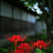 彼岸花７