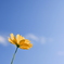 黄花コスモスと青空