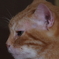 愛猫