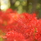 三途の川って紅いのか