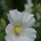 白芙蓉の　白きより　白きはなし（高浜虚子）