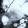 霧の日、水滴まみれの蜘蛛の巣