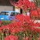 曼珠沙華