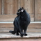 黒猫