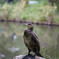 ペンギンじゃぁねぇよ
