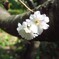 十月桜