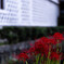 東本願寺なまこ塀沿いの彼岸花 ②