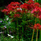 _NZ85685-Edit