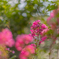 百日紅と蜂