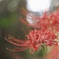 曼珠沙華