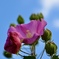 晴天のSunday   芙蓉