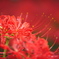 紅