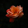 薔薇