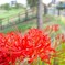 季節物で、彼岸花。