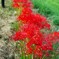 柄にもなく、花撮ってみる。