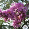 桜？？