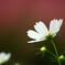 情熱の華✿こすもす2025