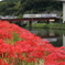 彼岸花満開