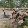 フラワーセンターにて4