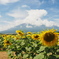 富士山とひまわり